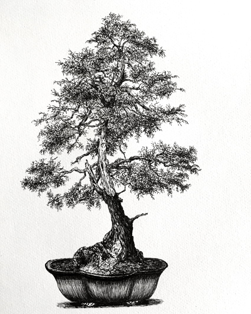 Bonsai Tree Drawing Hand Drawn Sketch