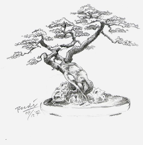 Bonsai Tree Drawing Hand Drawn