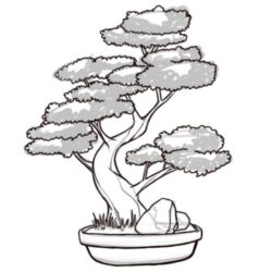 Bonsai Tree Drawing Image