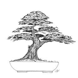 Bonsai Tree Drawing Intricate Artwork