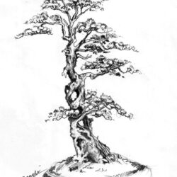 Bonsai Tree Drawing Modern Sketch