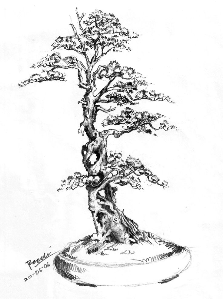 Bonsai Tree Drawing Modern Sketch