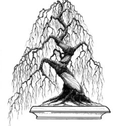 Bonsai Tree Drawing Picture