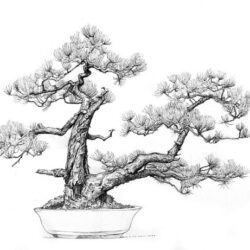 Bonsai Tree Drawing Professional Artwork