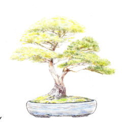 Bonsai Tree Drawing Realistic Sketch