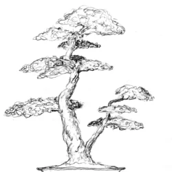 Bonsai Tree Drawing Sketch