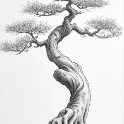 Bonsai Tree Drawing Sketch Picture