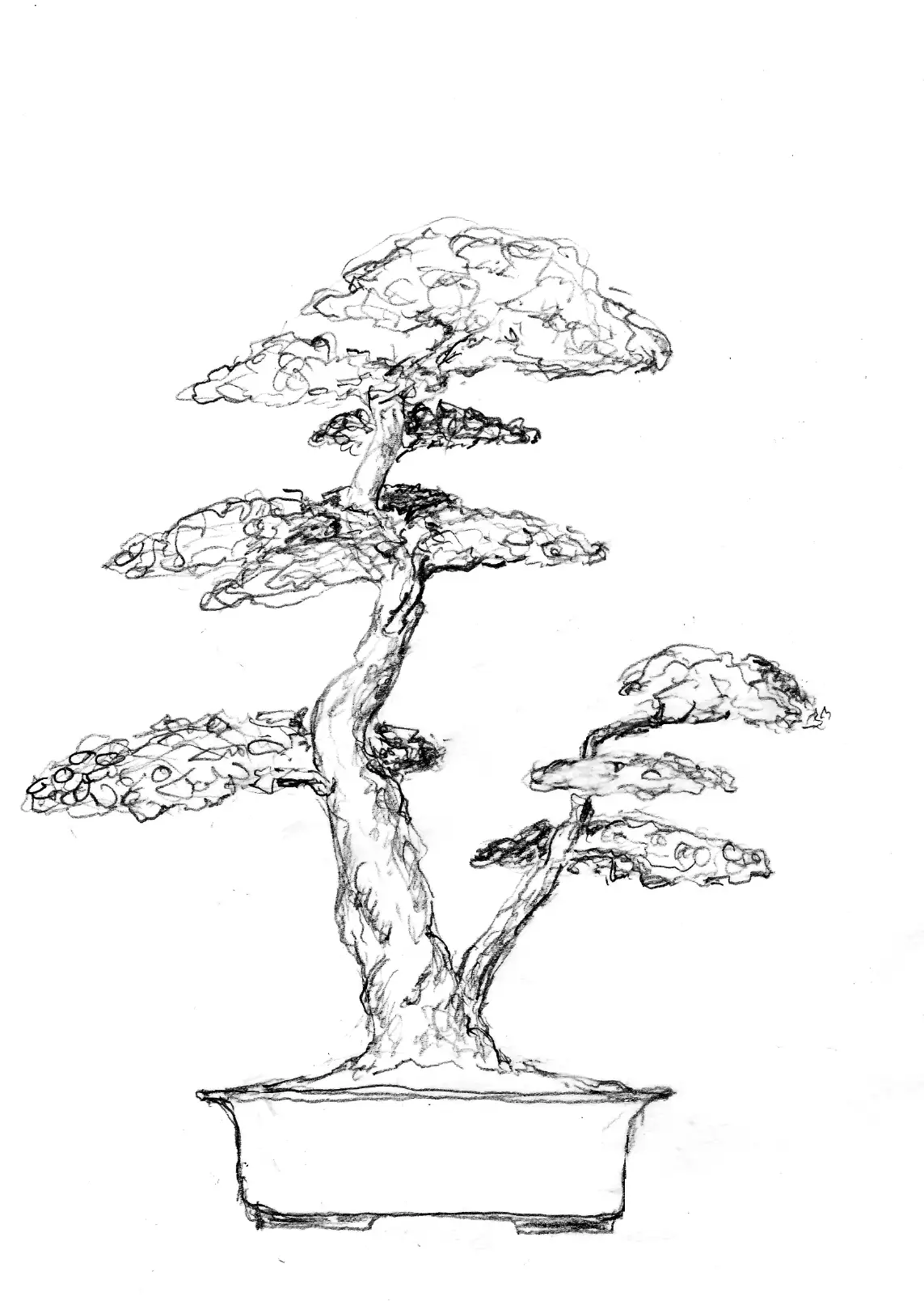 Bonsai Tree Drawing Sketch