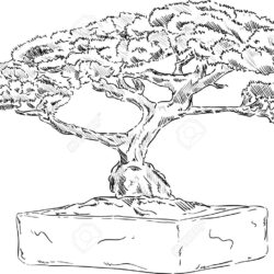 Bonsai Tree Drawing Stunning Sketch