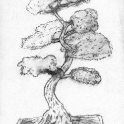 Bonsai Tree Drawing Unique Art