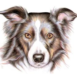 Border Collie Drawing