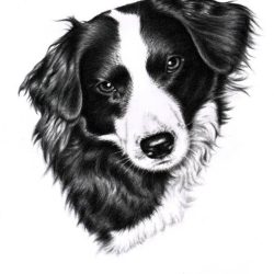 Border Collie Drawing Amazing Sketch