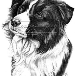 Border Collie Drawing Art