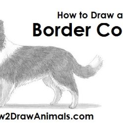 Border Collie Drawing Artistic Sketching