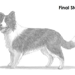 Border Collie Drawing Creative Style