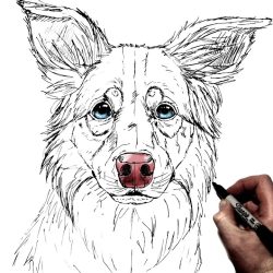 Border Collie Drawing Intricate Artwork