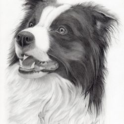 Border Collie Drawing Modern Sketch