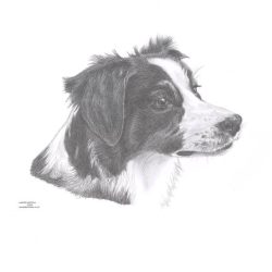 Border Collie Drawing Realistic Sketch