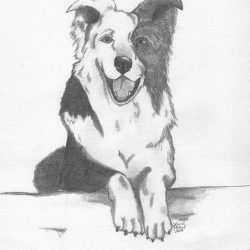 Border Collie Drawing Sketch