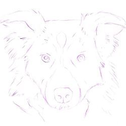 Border Collie Drawing Stunning Sketch