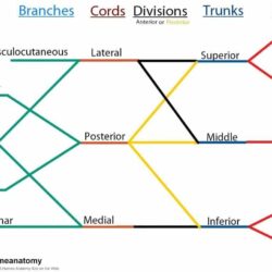 Brachial Plexus Drawing