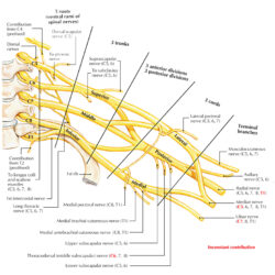 Brachial Plexus Drawing Amazing Sketch