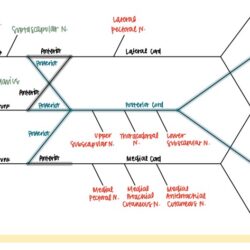 Brachial Plexus Drawing Art