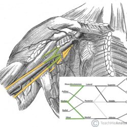 Brachial Plexus Drawing Artistic Sketching