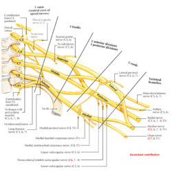 Brachial Plexus Drawing Fine Art