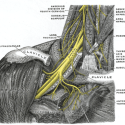 Brachial Plexus Drawing Hand Drawn