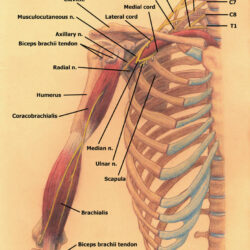 Brachial Plexus Drawing Hand Drawn Sketch