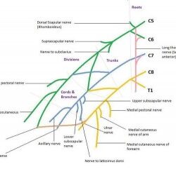 Brachial Plexus Drawing Intricate Artwork