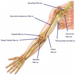 Brachial Plexus Drawing Modern Sketch