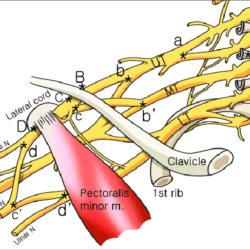 Brachial Plexus Drawing Realistic Sketch