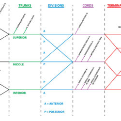 Brachial Plexus Drawing Sketch