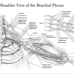 Brachial Plexus Drawing Stunning Sketch