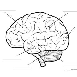 Brain Simple Drawing