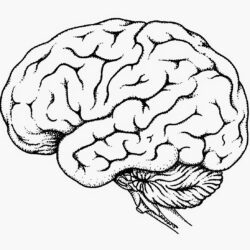 Brain Simple Drawing Art