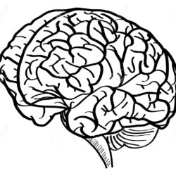 Brain Simple Drawing Artistic Sketching