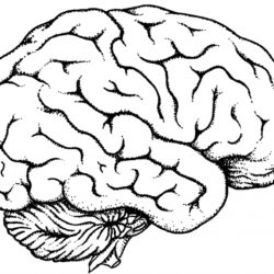 Brain Simple Drawing Creative Style