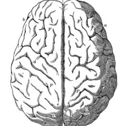 Brain Simple Drawing Fine Art