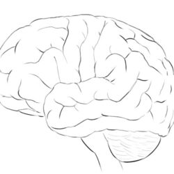 Brain Simple Drawing Hand Drawn Sketch