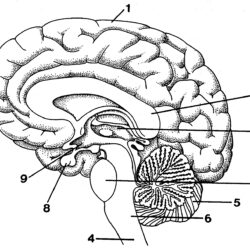 Brain Simple Drawing Image