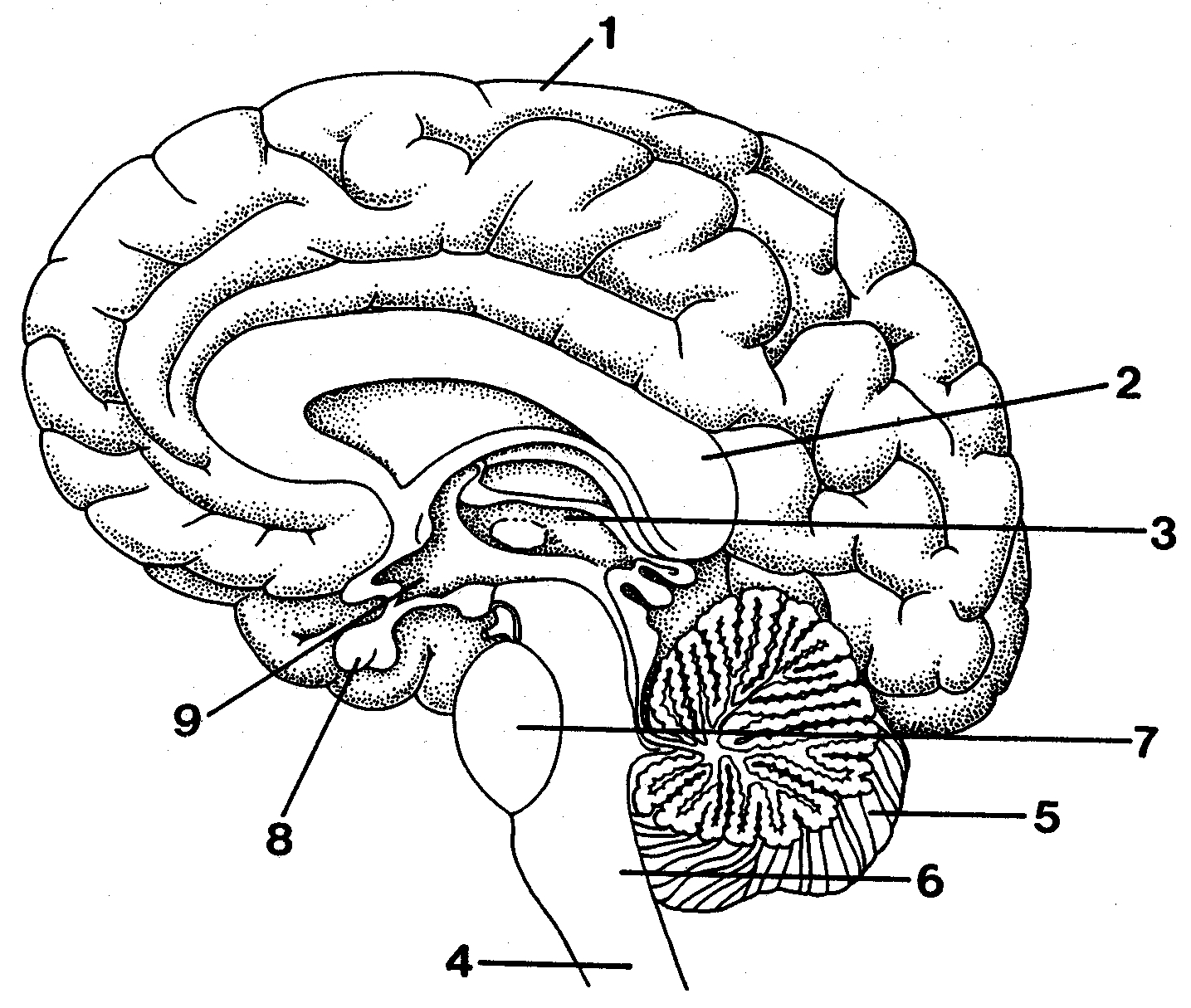 Brain Simple Drawing Image