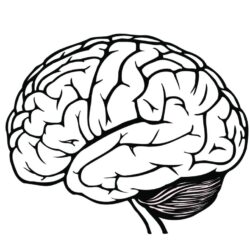 Brain Simple Drawing Intricate Artwork