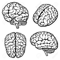 Brain Simple Drawing Realistic Sketch