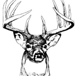 Buck Drawing Artistic Sketching