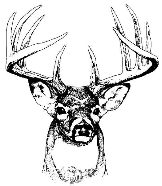 Buck Drawing Artistic Sketching