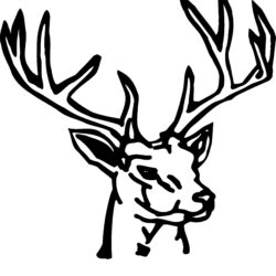 Buck Drawing Creative Style