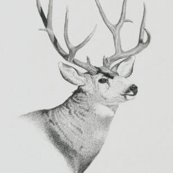 Buck Drawing Fine Art